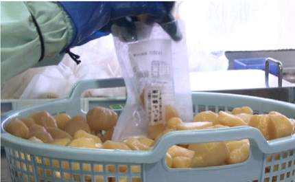 澤田屋ではキクイモを栽培から管理し、さまざまな漬物として出荷しています。