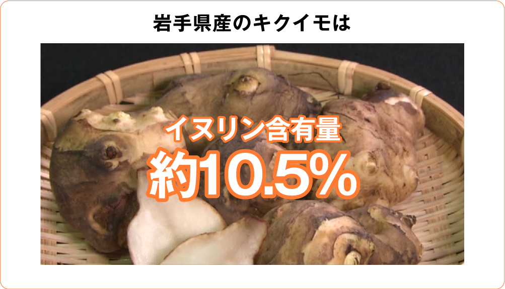 岩手県産のキクイモはイヌリン含有量約10.5%